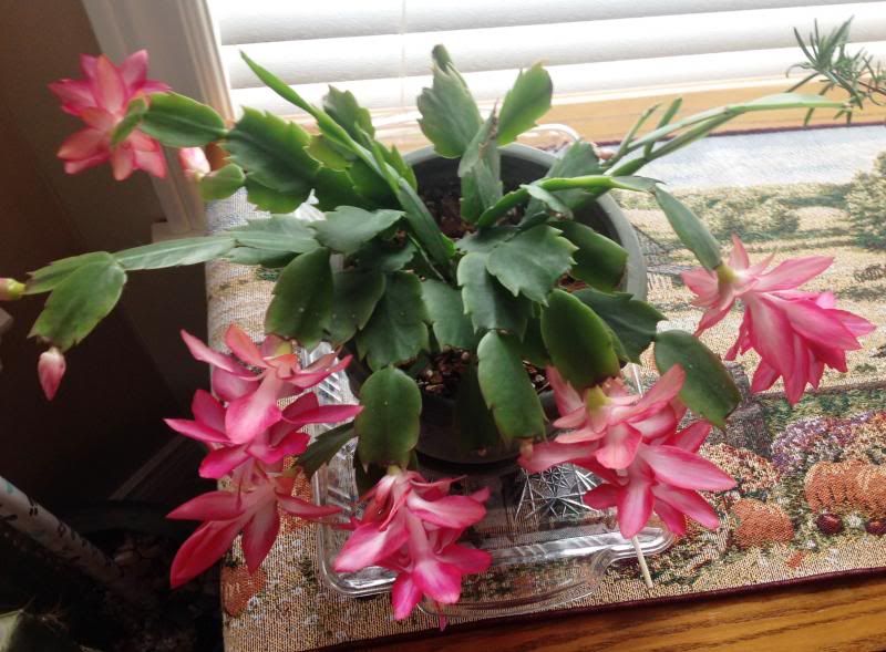 photo ThanksgivingCactus2.jpg